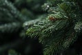 a close up of a pine tree with water droplets on it Royalty Free Stock Photo