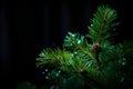 a close up of a pine tree with water droplets on it Royalty Free Stock Photo