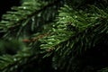 a close up of a pine tree with water droplets on it Royalty Free Stock Photo