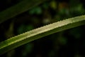 Close-up of a pineapple leafâs sharp spines, bathed in sunlight, highlighting the intricate details and vibrant green hues Royalty Free Stock Photo