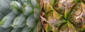 Close up of pineapple leaves and fruit, fresh tropical pineaple detail background Royalty Free Stock Photo