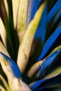 detail of pineapple leaves texture