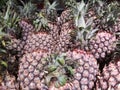 close up of pineapple for sale in the market.fruit Royalty Free Stock Photo