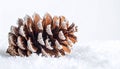 Close up of Pinecone Covered in Snow Against White Backdrop During Winter Royalty Free Stock Photo