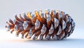 Close Up of a Pinecone with Ice Crystals on a White Background Royalty Free Stock Photo