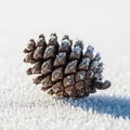 Close Up of a Pinecone on Snowy Ground with a Shallow Depth of Field Winter Scene Royalty Free Stock Photo