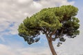 close-up of a pinion pine or Pinus pinea