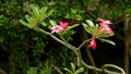 Pink Adenium flowers, Bali, Indonesia