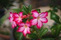 Close up of pink Adenium