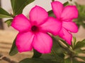 Close up of pink Adenium obesum or desert rose flower. Royalty Free Stock Photo