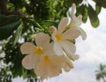 Close up pink Adenium obesum flower in nature garden Royalty Free Stock Photo