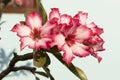 Close up pink adenium obesum flower. The nickname \
