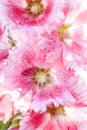 Close up pink alcea rosea, hollyhock flower, nature, Mobile phone wallpaper, vertical