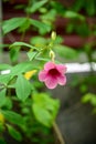 Close-up of pink Allamanda blanchetii flower in the garden.