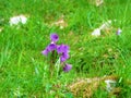 Close up of pink alpine snowbell (Soldanella alpina