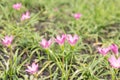 Close up pink Amarylieaceae flower blossom Zephyranthes Royalty Free Stock Photo