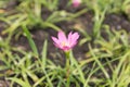 Close up pink Amarylieaceae flower blossom Zephyranthes