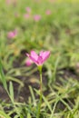 Close up pink Amarylieaceae flower blossom Zephyranthes