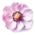 Close Up Pink Anemone Flower Clipart On White Background