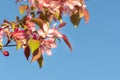 Close-up of pink apple blossoms against blue sky in springtime Royalty Free Stock Photo