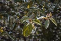 Close up pink apple flower buds concept photo. Photography with blurred background Royalty Free Stock Photo