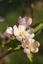 Close up of pink apple tree blossoms during the spring with blurred background Royalty Free Stock Photo