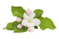 Close-up, pink apple tree flower with leaves isolated on white background Royalty Free Stock Photo