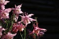 A close up of pink Aquilegia flowers (European or common columbine, granny`s nightcap, granny`s bonnet) in the garden