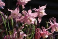 A close up of pink Aquilegia flowers (European or common columbine, granny`s nightcap, granny`s bonnet)