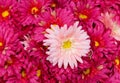 Close Up of Pink Artificial Daisy Flowers Royalty Free Stock Photo