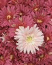 Close Up of Pink Artificial Daisy Flowers Royalty Free Stock Photo