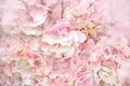 Close up Pink Artificial Flowers soft light abstract background Royalty Free Stock Photo