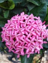 Close up of pink Ashoka flowers