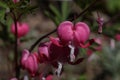 a close up of pink asian bleeding heart flowers Royalty Free Stock Photo