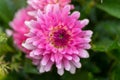 Close up of pink aster with rain drops in soft focus Royalty Free Stock Photo