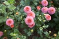 Close up of pink asteraceae dahlia Chrysanthemum \