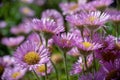 Close up of pink asters flowers