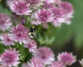 Close up of a pink Astrantia with a bee