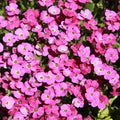 Close-up of pink Aubrieta flowers