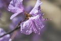 Close-up of Pink Azalea Flower in Bloom Royalty Free Stock Photo