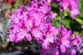 Close up of pink azalea or Rhododendron plant with flowers in full bloom in a garden in a sunny spring day Royalty Free Stock Photo