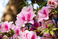 Close up pink azaleas flowers bush blomming on tree branch and green leaf in garden background Rhododendron simsii or George