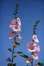 Closeup of pink beautiful isolated malva flowers Royalty Free Stock Photo