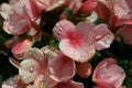 Pink flower in sunshine after rain