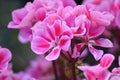 Pink flowers of a Pelargonium Royalty Free Stock Photo