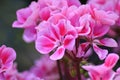 Pink flowers of a Pelargonium Royalty Free Stock Photo