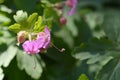 Bigroot geranium