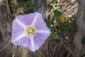 Pink bindweed flower