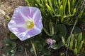 Pink bindweed flower Royalty Free Stock Photo
