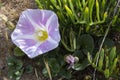 Pink bindweed flower